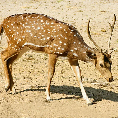 Quantumult自定义策略深度解析：从入门到精通的完整指南