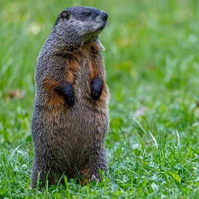 4月17日|21.5M/S，V2ray节点/SSR节点/Clash节点/Shadowrocket节点|免费订阅机场BifrostV免费梯子