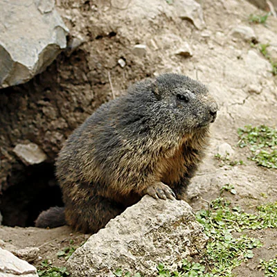 4月20日|22.5M/S，SSR节点/Shadowrocket节点/Clash节点/V2ray节点|免费订阅机场BifrostV免费梯子