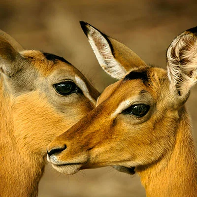 4月22日|22.4M/S，V2ray节点/Clash节点/SSR节点/Shadowrocket节点|免费订阅机场BifrostV免费梯子