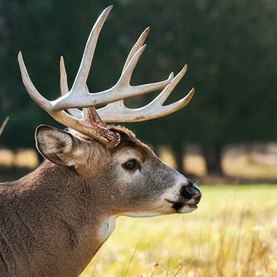 探索自由的入口：2023年最新国内VMess免费节点实用指南