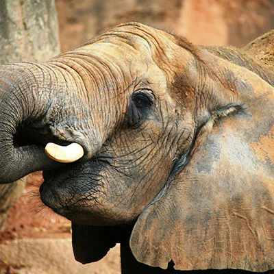 全面解析LSJ科学上网：使用教程与配置指南