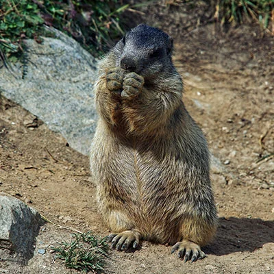 解锁互联网自由：极速科学上网app的完美选择